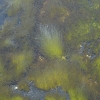 Plants: image 40 Of 62 Thumb